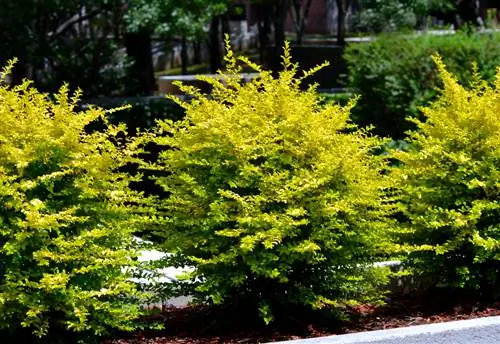 privet plants