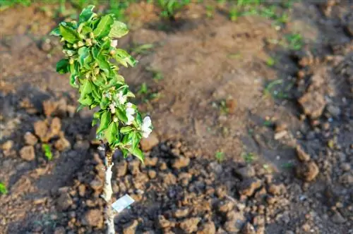 Plekwenke vir suksesvolle kolomvrugte in die tuin