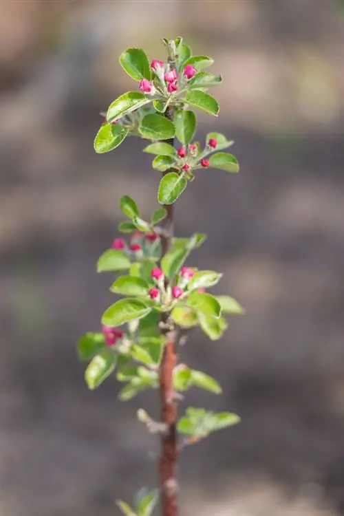 Cultiva tu propia fruta columnar