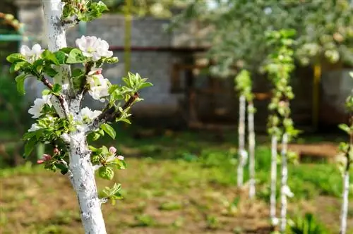 Columnar fruit on the balcony: privacy protection and a delicious harvest