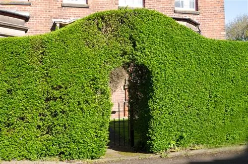 privet hedge