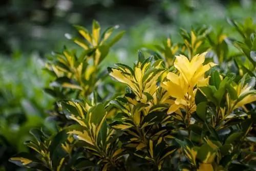 Golden privet kehilangan daun: punca dan penyelesaian