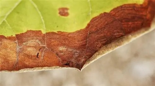 Fight privet leaf spot fungus