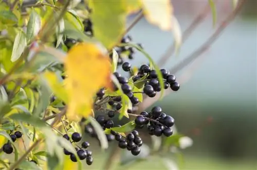 Bolezni ligusterja: simptomi, vzroki in zdravljenje