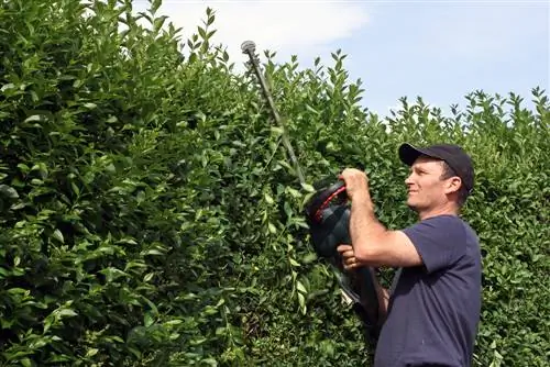 privet atrovirus cutting