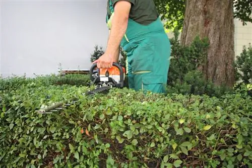 Putting privet on a stick: why, when and how?