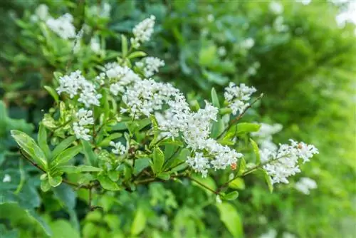 Njut av skönheten och doften av ligusterblommor