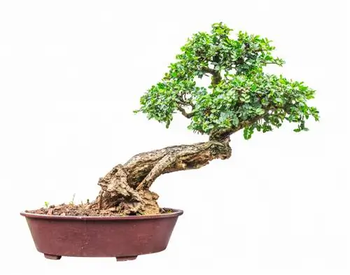 pemotongan bonsai privet