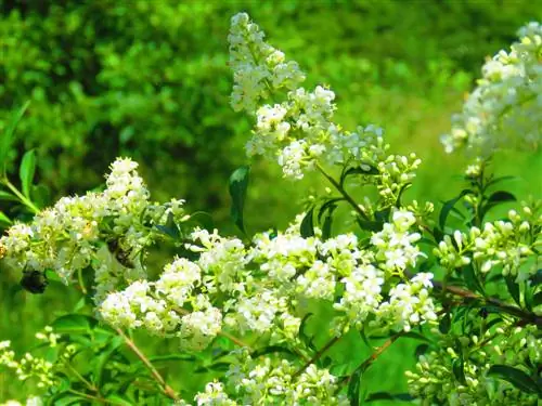 প্রাইভেট সার দিন: নীল দানা সঠিকভাবে ব্যবহার করুন এবং ডোজ করুন