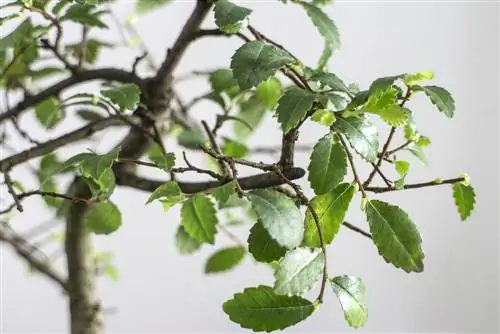 ligustro-bonsai-perde-foglie