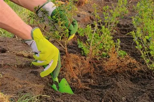 privet flat-rooted