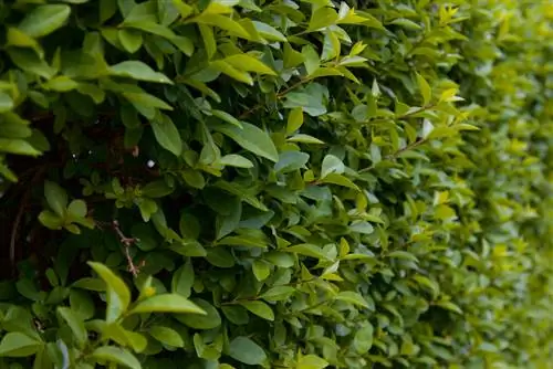 privet-hedge-duengen