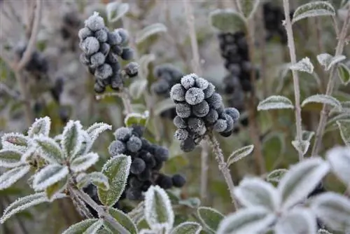 Properly care for privet hedges in winter: This is how it works