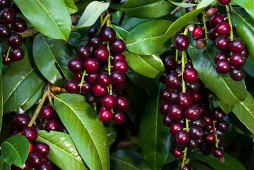 Bestäm dig för häckplantering: liguster eller lagerbär?