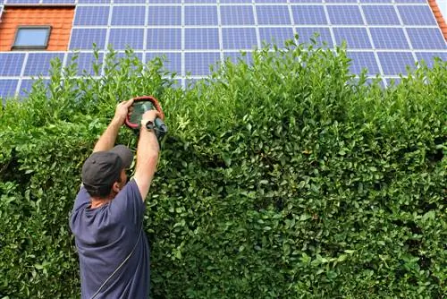 Uspešna nega ligusterja: nasveti in triki za začetnike