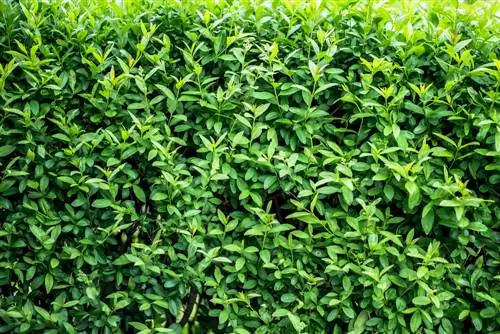 privet shade