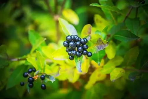 privet fungus tswj