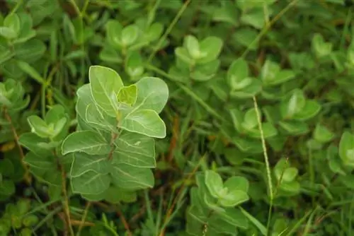 Grow your own privet