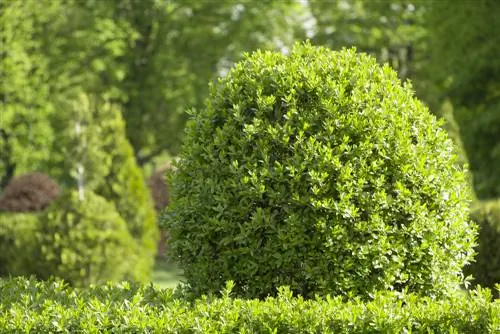 Sajenje ligustra: Katera lokacija je idealna?