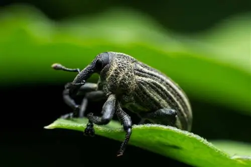 Privet : Identifier, combattre et prévenir les nuisibles