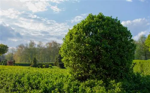 Privet di taman: profil, pertumbuhan & perawatan