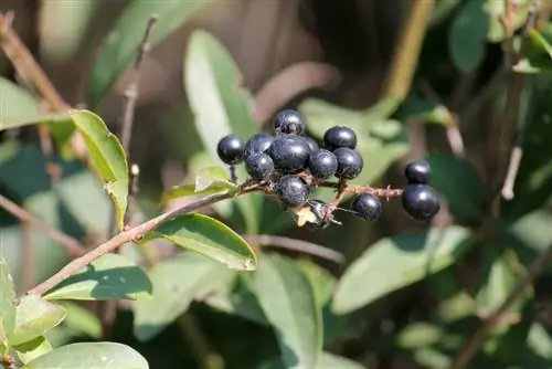 Privet-สูญเสียใบ