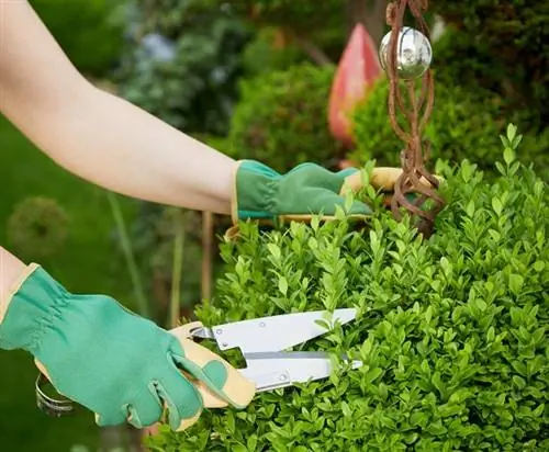 Propagate privet: cut and care for cuttings correctly