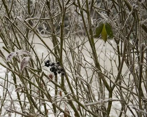 inverno de alfeneiro