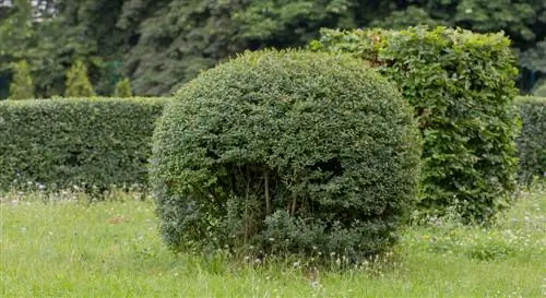 privet-kehilangan-daun-di-musim panas