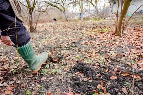 remove privet roots