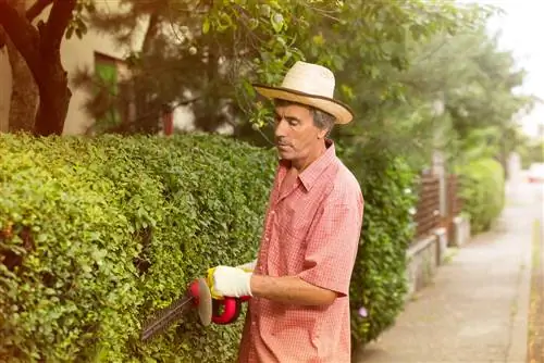 Kada je optimalno orezati ligustrum? savjeti i trikovi