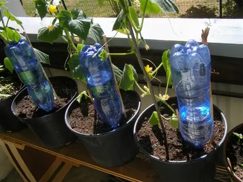 Watering on vacation? This way your balcony plants stay cared for