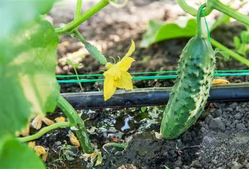 Sistema di irrigazione fai da te per la serra: passo dopo passo