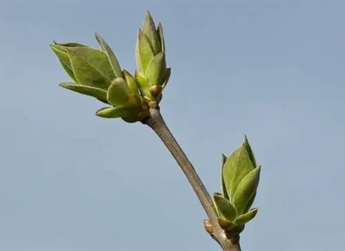 Wanneer ontkiemt liguster? De twee belangrijke groeifasen