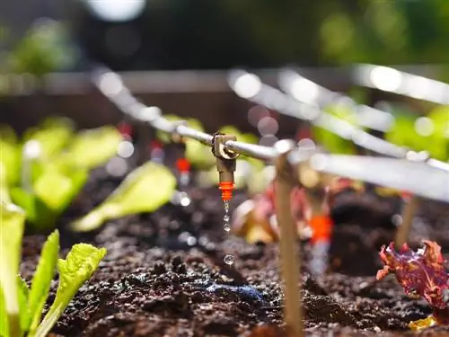 Cuidados del lecho elevado: riego óptimo para un crecimiento saludable