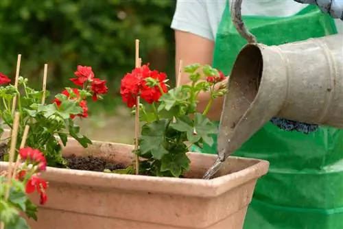 Geraniums en water: hoeveel hebben ze echt nodig?