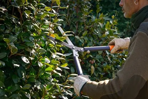 Thaum twg koj tuaj yeem txiav bushes? Txoj Cai & Txoj Cai