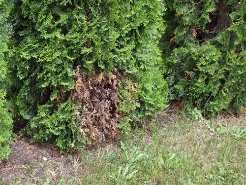 Emerald thuja: สัญญาณและการรักษาโรคติดเชื้อรา