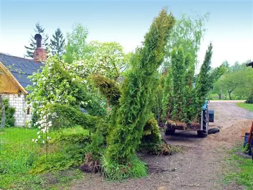 thuja transplanting