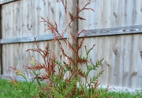 leaf miner thuja