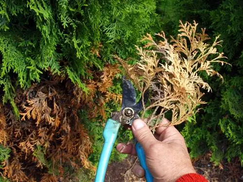 Enfermedades de Thuja Brabante