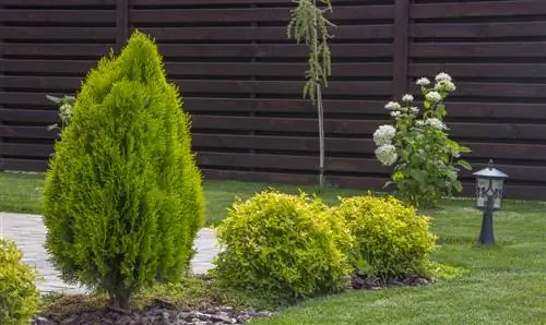 Fertilize Thuja Brabant: é assim que você cuida de sua sebe de maneira ideal