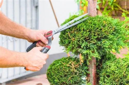 κοπή δέντρων thuja