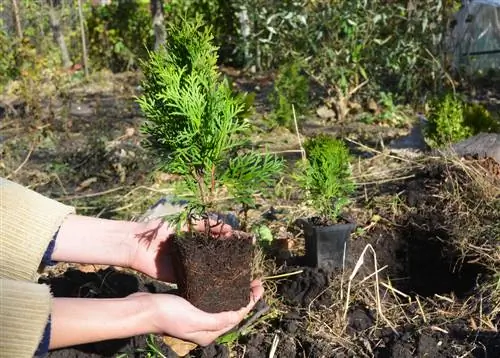 distansya ng pagtatanim ng Thuja Brabant