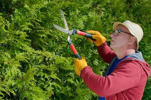 Thuja Brabant îngrijire