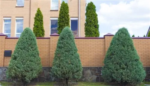 Crecimiento de Thuja Brabant