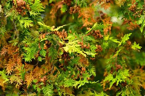 Rjava Thuja: Kako lahko Epsomova sol pomaga?