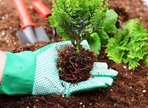 Profundidad de la raíz de Thuja Brabant