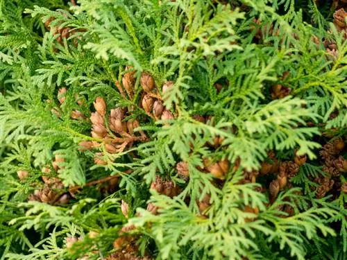 cogollos marrones de thuja