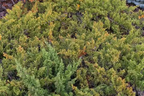 Pagpapataba ng thuja: Tama bang piliin ang Epsom s alt?